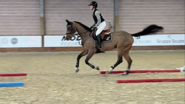 A great way to start your 2026 🍀
5y gelding by FOR TREASURE x BALOUBET DU ROET…