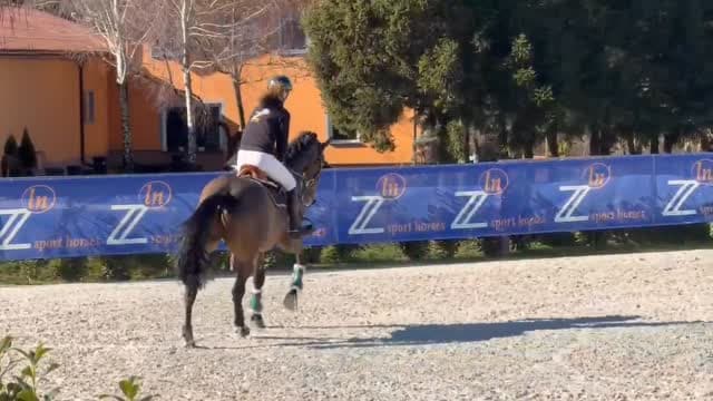 Professional showjumping at ZZ Sport Horses
