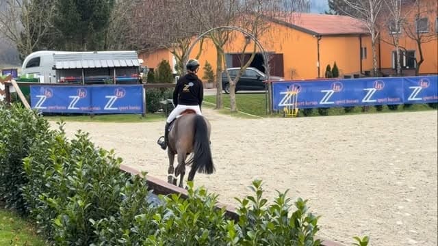 A rare find for riders aiming high 🛫
7y gelding by STAKKATO x ESCUDO 🔥
He is…