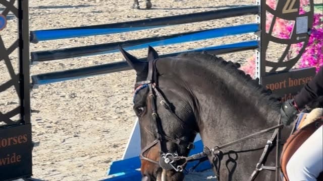 11y mare by BIG STAR x TANGELO VAN DE ZUUTHOEVE 🔥
She’s jumped up to 145 with…