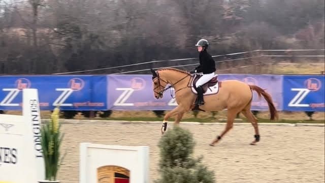 Amateur friendly 8y gelding by Numero Uno x Corofino Ix Glucksplitz 🚀Honest,…